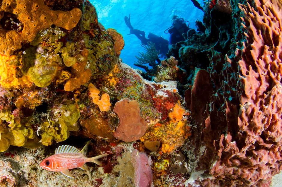 Duikspots rond Labuan Bajo, Flores