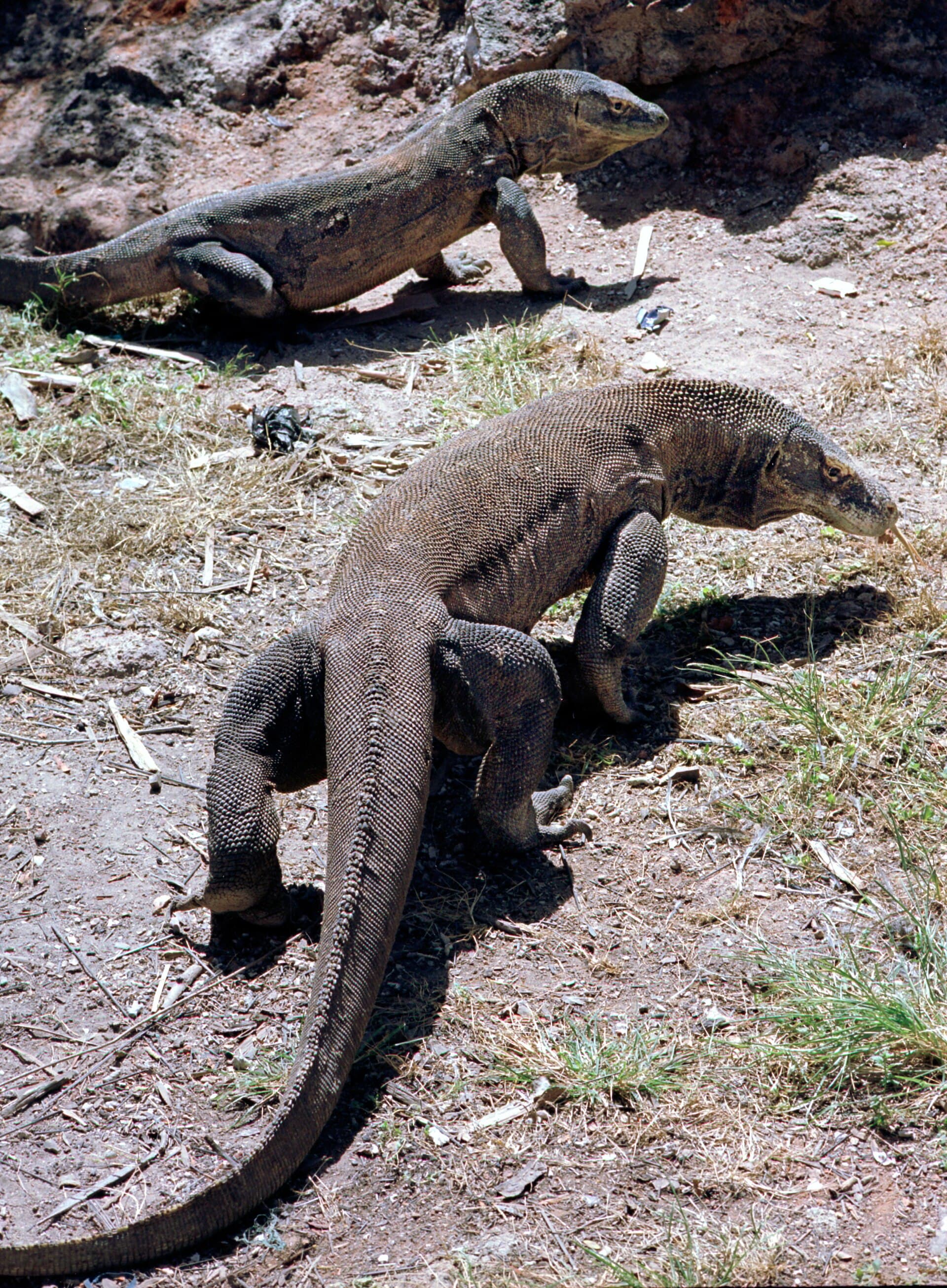Komodovaranen, Flores