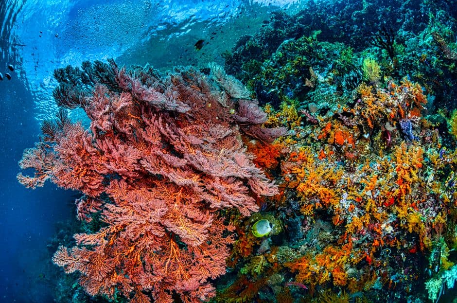 Wakatobi