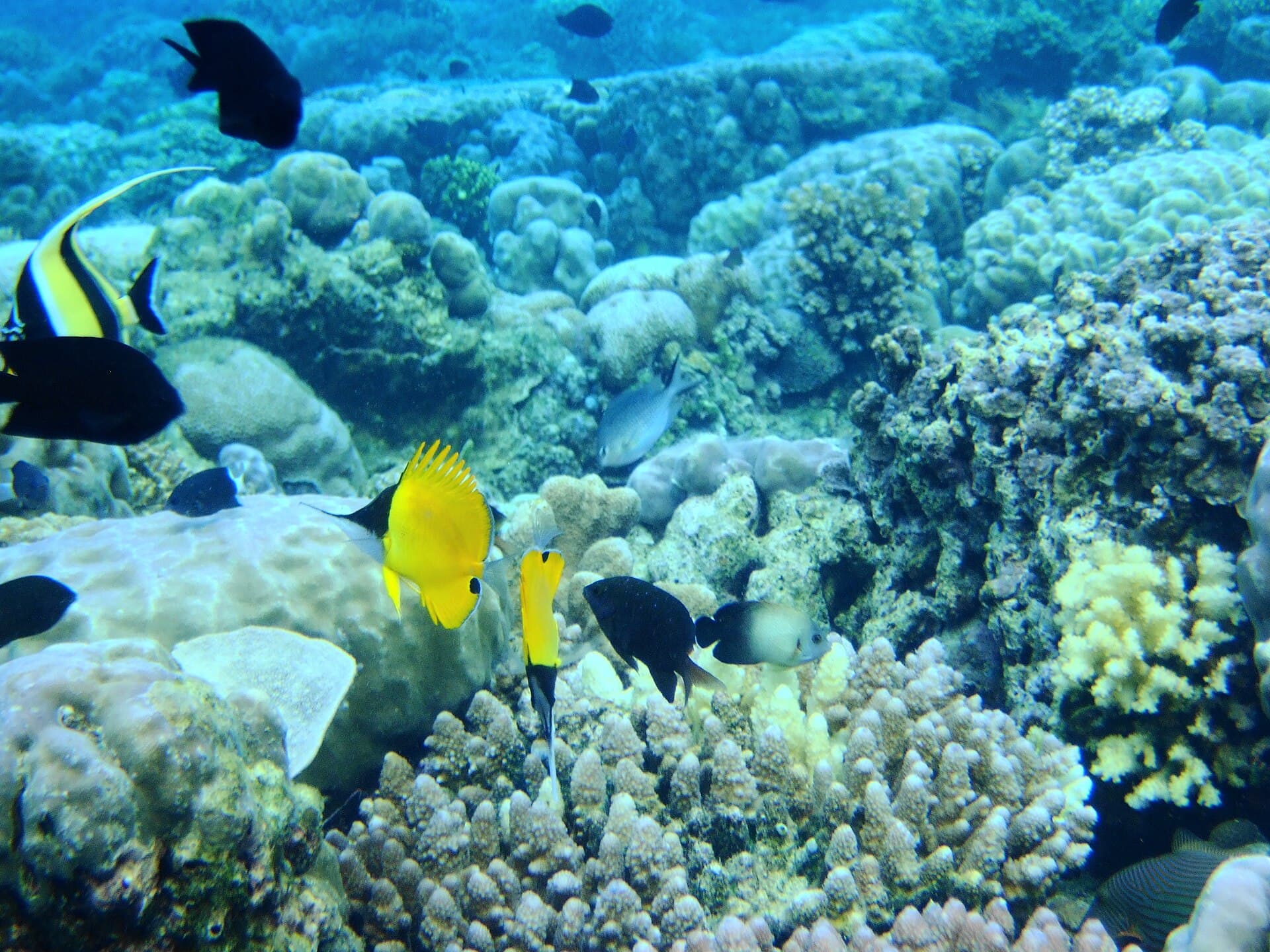 Bunaken Marine Park, Sulawesi