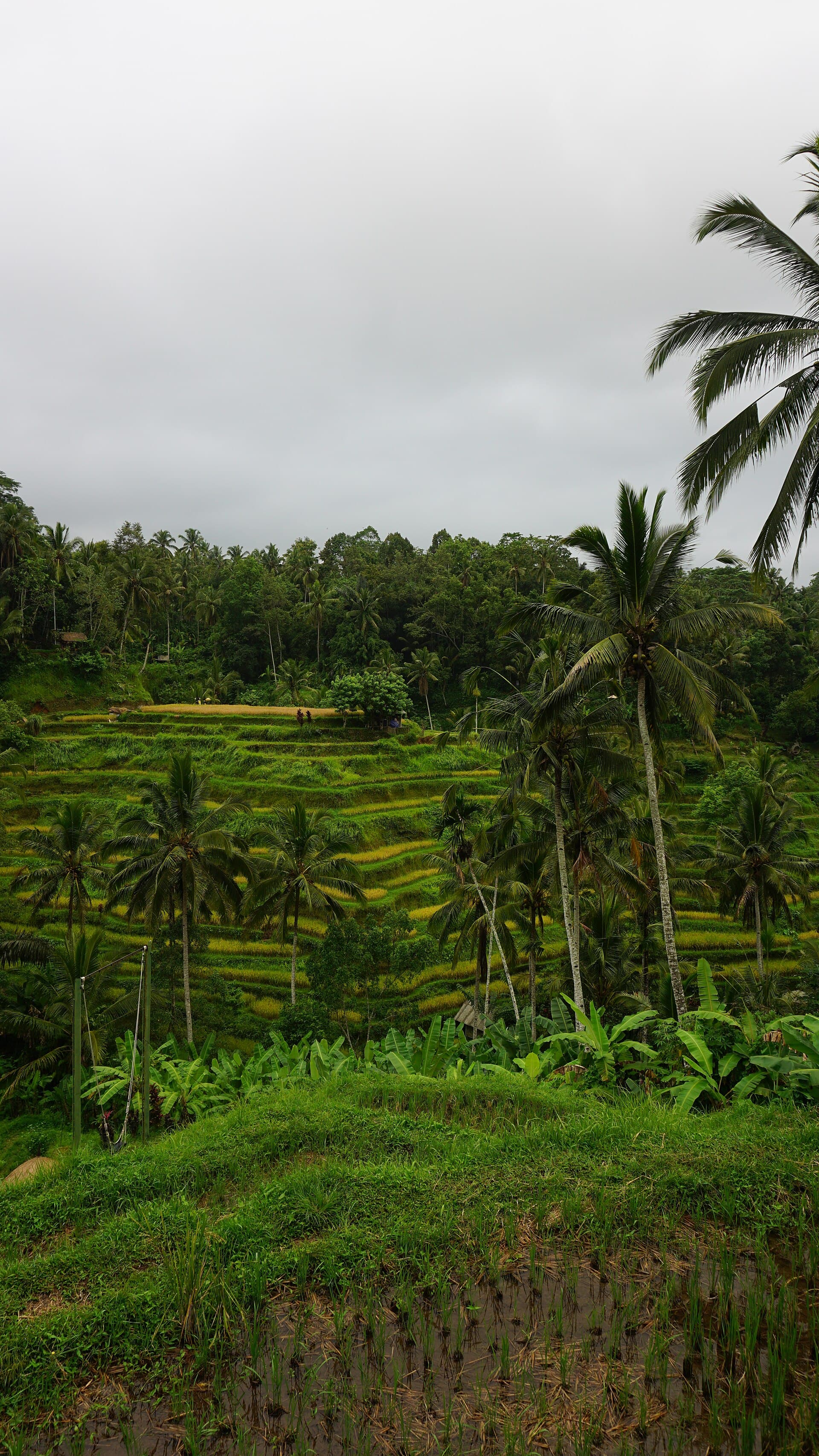 Rijstterrassen omringd door palmbomen bij Tegalalang, Bali