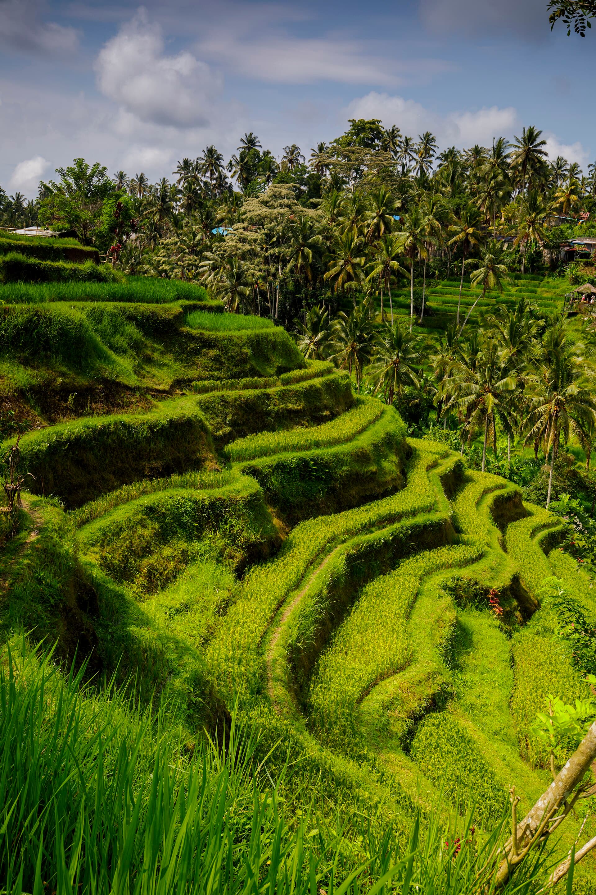 Tegalalang, Bali