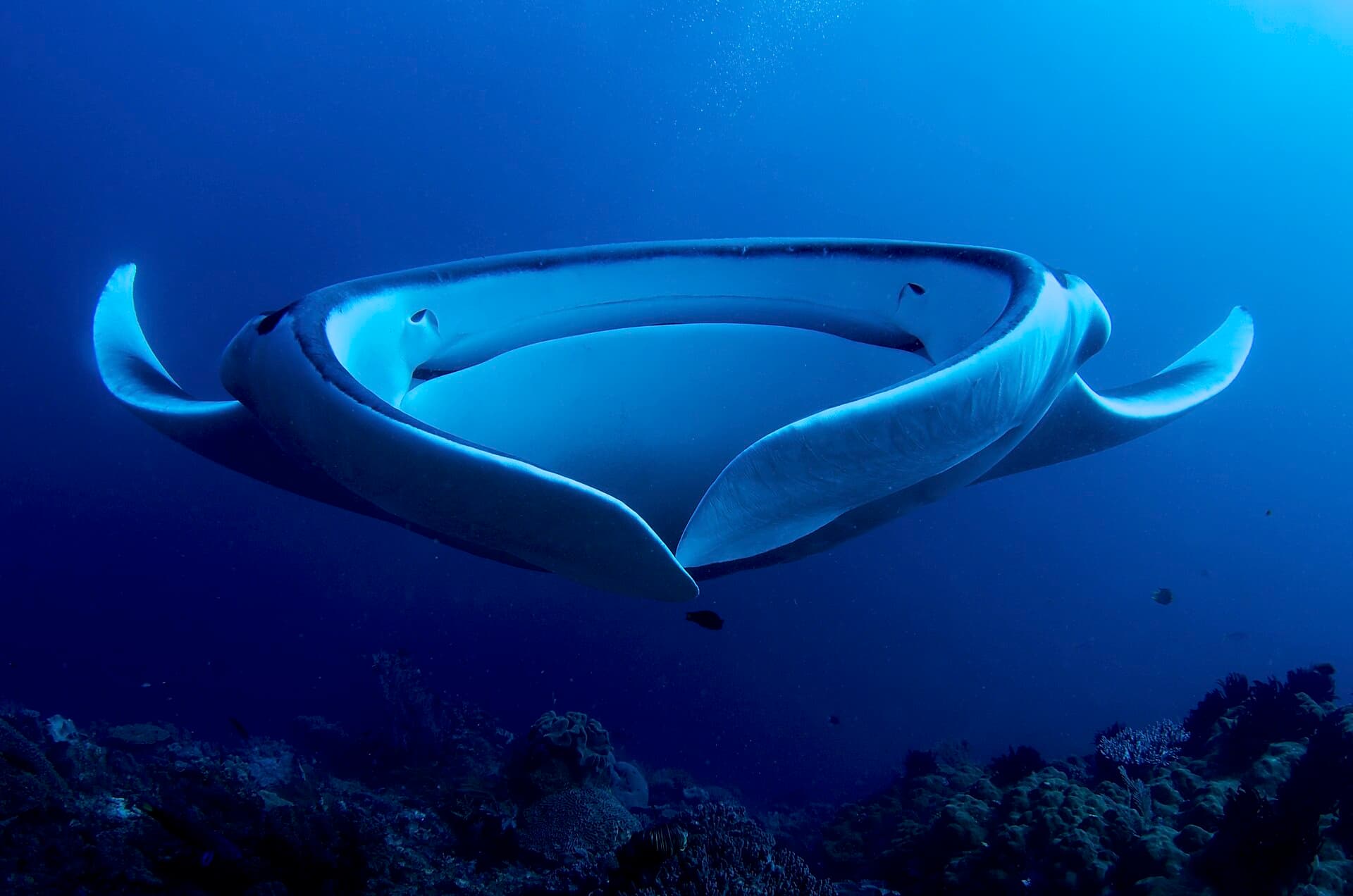 Manta Point, Flores