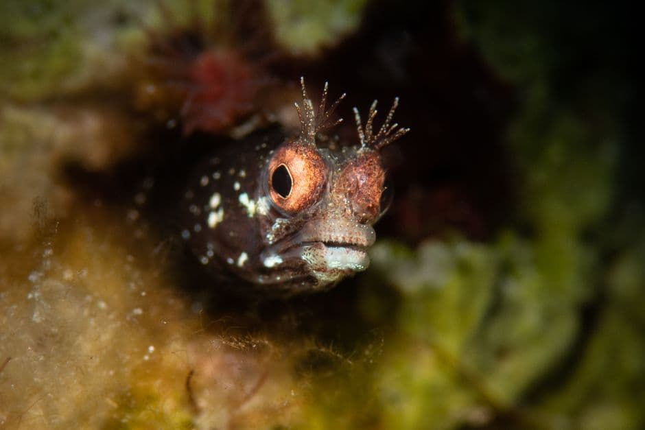 Lembeh Strait, Sulawesi