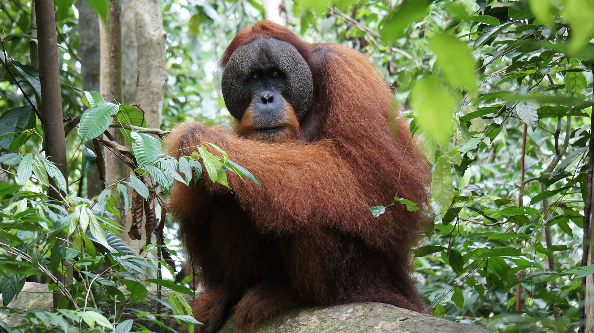 Orang-oetans spotten in Bukit Lawang: wat je moet weten
